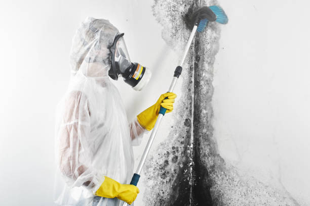 Best Biohazard Mold Removal  in Addison, IL