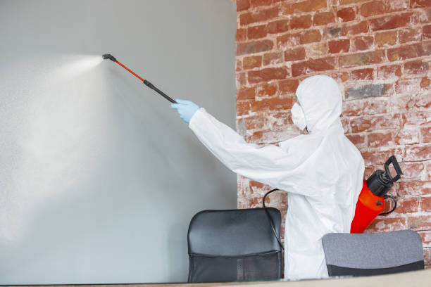Best Mold Odor Removal Services  in Addison, IL