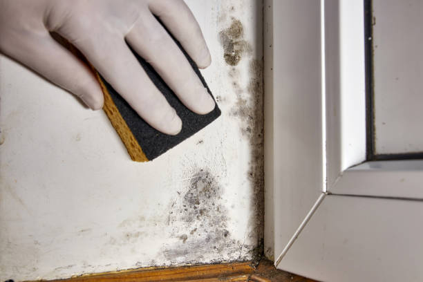 Best HVAC Mold Inspection and Cleaning  in Addison, IL